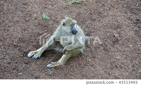 baboon in kenya 43513493