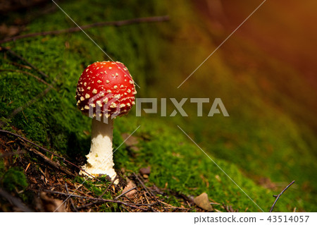 Amanita Muscaria, poisonous mushroom in green moss Amanita Muscaria, poisonous mushroom in green moss 43514057