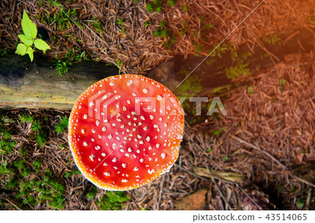 Amanita Muscaria, poisonous mushroom in the natural forest 43514065
