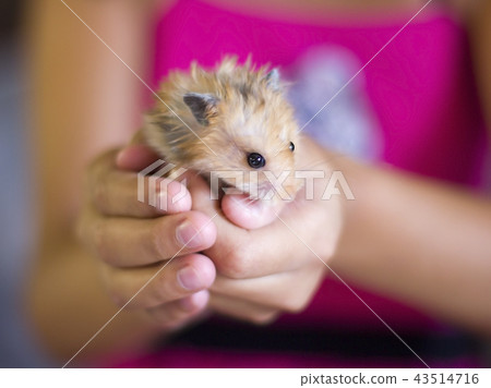 Fluffy hamster is held in the palms 43514716