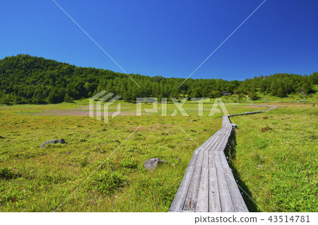 一個池塘在夏天結束 43514781