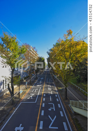 Shinshozawa Keyaki Street 43514782