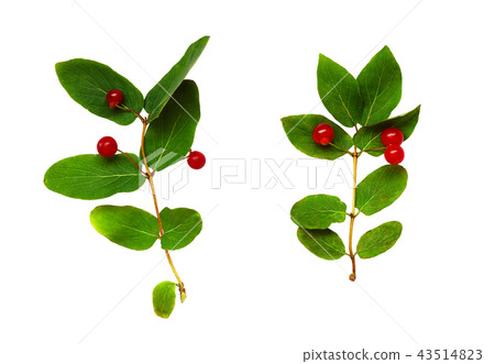 Set of twigs with green leaves and red berries 43514823