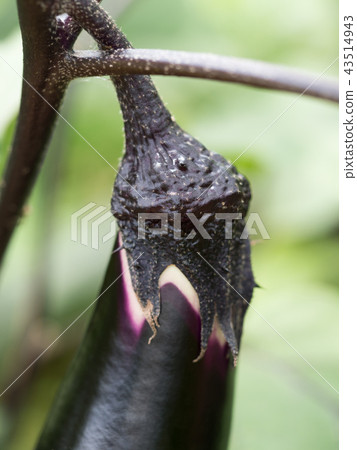 Eggplant Eggplant 43514943
