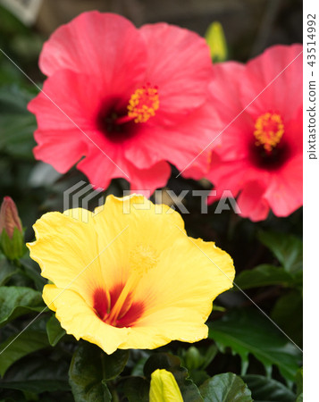 Hibiscus flowers 43514992