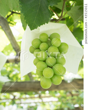 葡萄園 43515011
