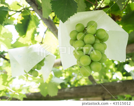 葡萄園 43515012