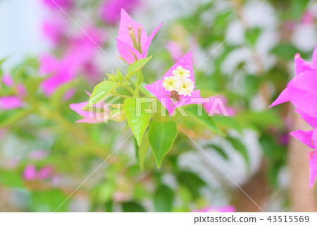 九重葛花 43515569