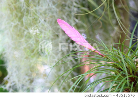 Tachihana Annas花莖 43515570