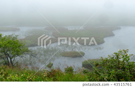 Misty Marsh Misty Marsh 43515761