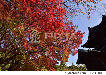 Nanzenji Sanmon autumn leaves 43515805