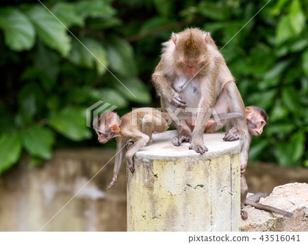 Three monkeys by one mother and two kids 43516041