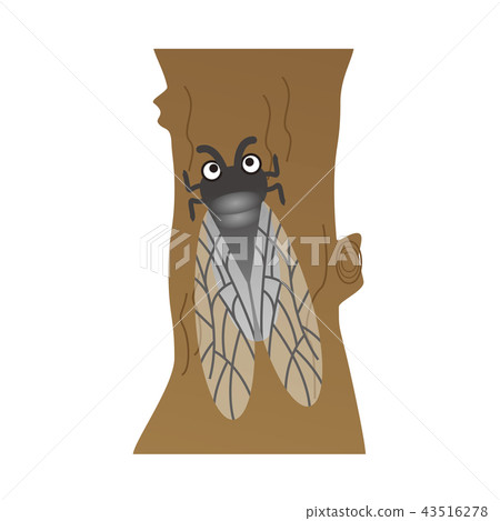 Cicada Cicada 43516278