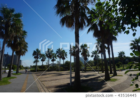 棕櫚樹 棕櫚樹 43516445