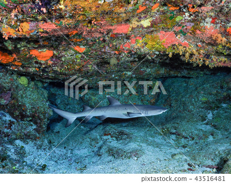 白鰭礁鯊 白鰭礁鯊 43516481