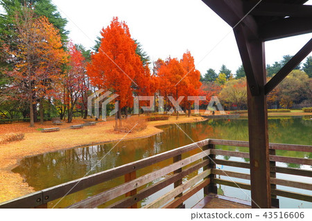 Landscape 9 of the autumn park with a pond Landscape 9 of the autumn park with a pond 43516606