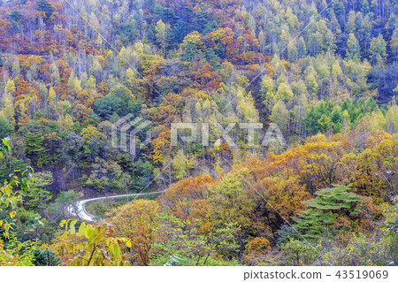 江原道，韓國，Inje，Susanri，樺木，森林 43519069