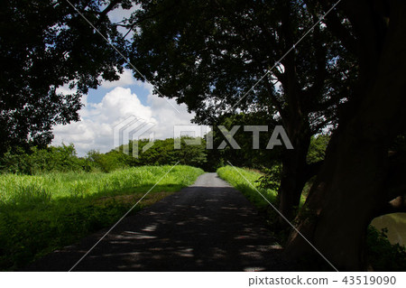 Shade of summer day and blue sky Shade of summer day and blue sky 43519090
