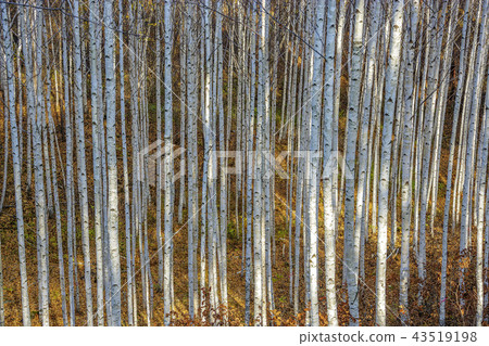 Gangwon-do, Korea, Inje, Won Deputy, Birch, Forest Gangwon-do, Korea, Inje, Won Deputy, Birch, Forest 43519198