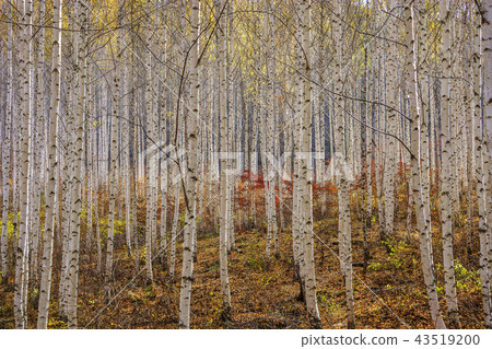 Gangwon-do, Korea, Inje, Won Deputy, Birch, Forest 43519200