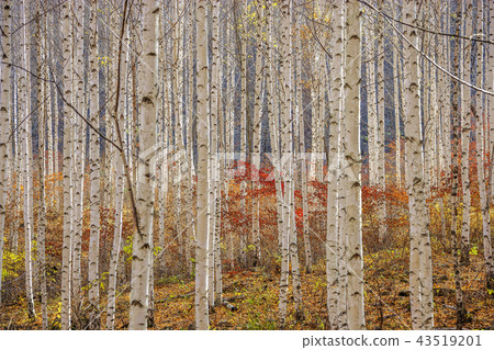 Gangwon-do, Korea, Inje, Won Deputy, Birch, Forest Gangwon-do, Korea, Inje, Won Deputy, Birch, Forest 43519201