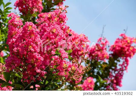 開花的藍天，開花在盛開 43519302