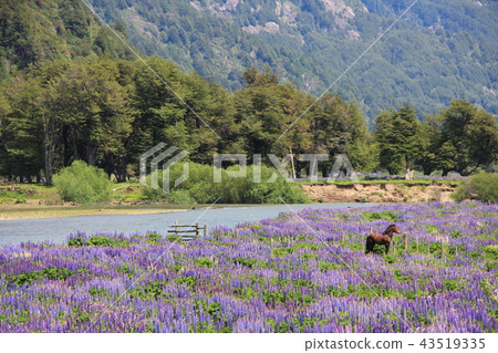 Landscape of Puerto Chakabuko, Chile Landscape of Puerto Chakabuko, Chile 43519335