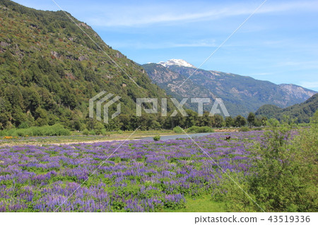Landscape of Puerto Chakabuko, Chile Landscape of Puerto Chakabuko, Chile 43519336