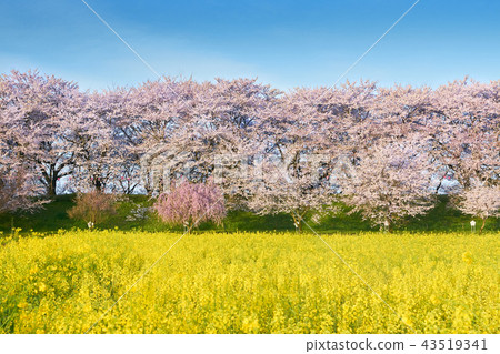 櫻花盛開,油菜花盛開 櫻花盛開,油菜花盛開 43519341