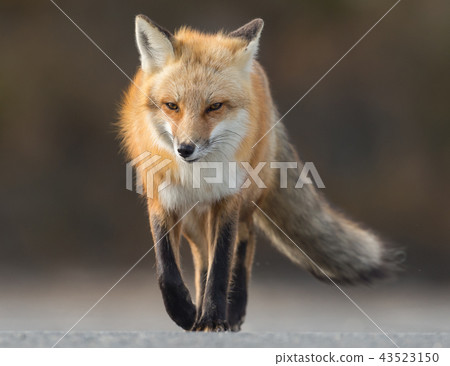 Red Fox on the Hunt Red Fox on the Hunt 43523150