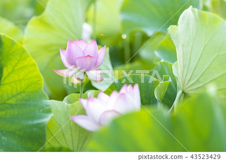 臼杵石頭菩薩公園的蓮花領域 臼杵石頭菩薩公園的蓮花領域 43523429