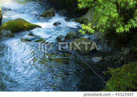 初夏的菊池谷 43523487