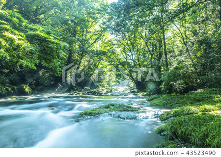 Light beam of Kikuchi Gorge Light beam of Kikuchi Gorge 43523490