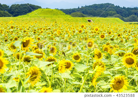 Saitobaru埋葬土墩小組的向日葵 43523588