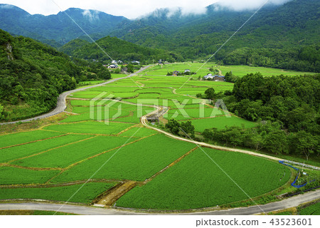 Tadameso Tadameso 43523601