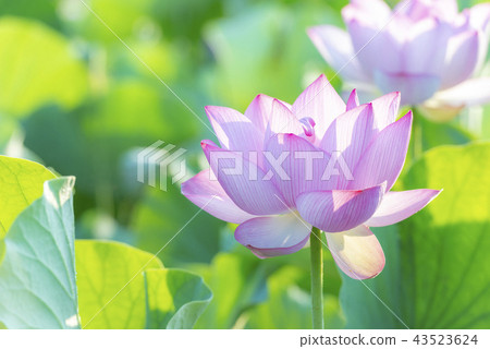 臼杵石頭菩薩公園的蓮花領域 臼杵石頭菩薩公園的蓮花領域 43523624