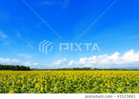 宮崎縣高野町的向日葵田 43523661
