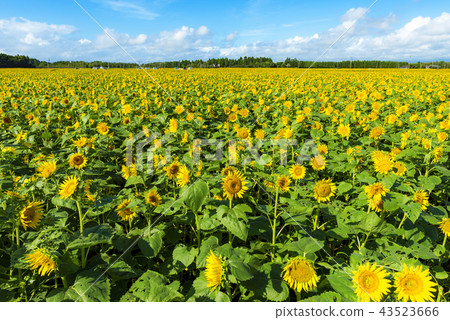宮崎縣高野町的向日葵田 宮崎縣高野町的向日葵田 43523666