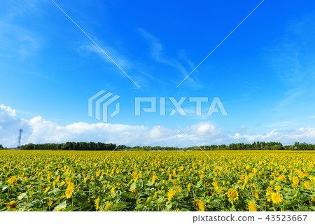 Sunflower field in Takanabe-cho, Miyazaki Prefecture 43523667