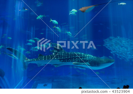 The whale shark of the Churaumi Aquarium 43523904