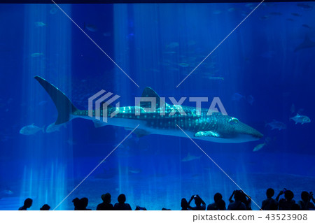 美麗海水族館的鯨鯊 美麗海水族館的鯨鯊 43523908