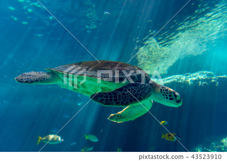 Sea turtle in the Churaumi Aquarium 43523910