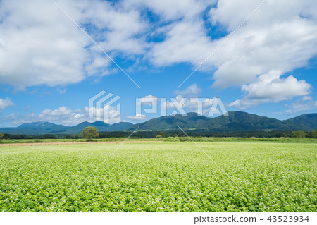 蕎麥花，Kashiyama和Daisen（從岡山縣真庭市的Kashiyama地區拍攝） 43523934