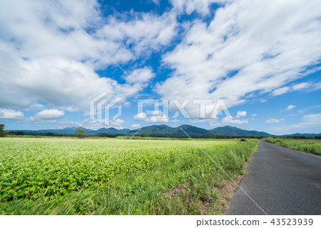 蕎麥花和小山筱山山澤(從岡山縣真庭市的筱山地區拍攝) 蕎麥花和小山筱山山澤(從岡山縣真庭市的筱山地區拍攝) 43523939