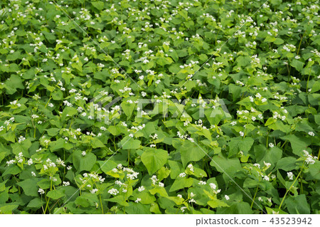 蕎麥花 蕎麥花 43523942