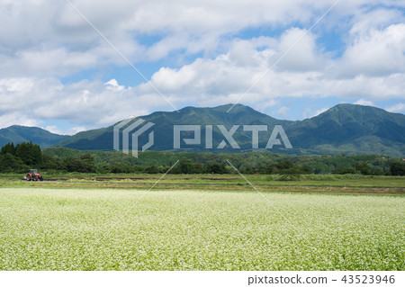 Soba flower and Kashiyama (photographed from Kashiyama area in Maniwa City, Okayama Prefecture) 43523946