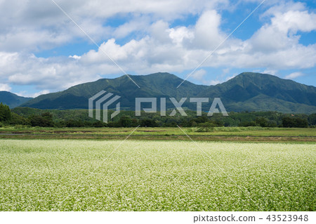Soba flower and Kashiyama (photographed from Kashiyama area in Maniwa City, Okayama Prefecture) 43523948
