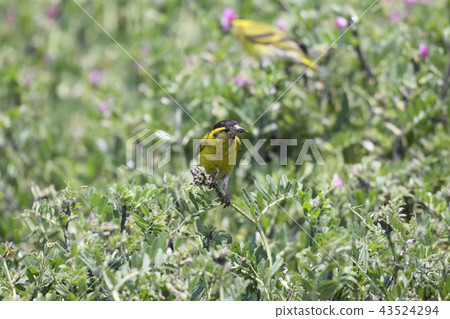 Mahiwa male Mahiwa male 43524294