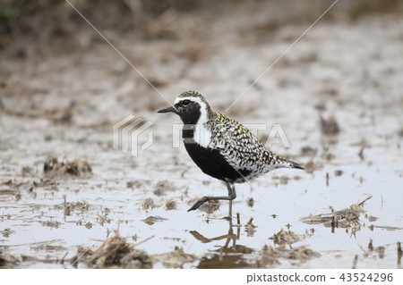 Munagro的夏天羽毛 43524296