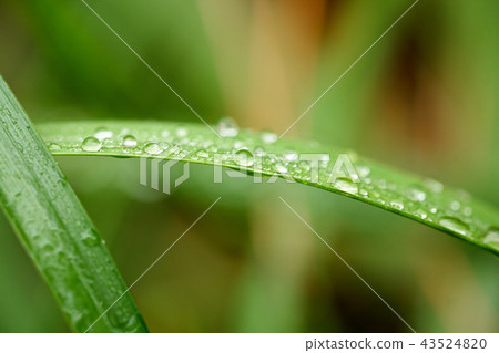 草葉和露水 43524820